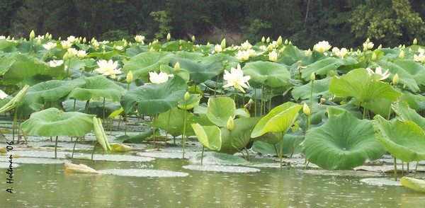 Lily Pads