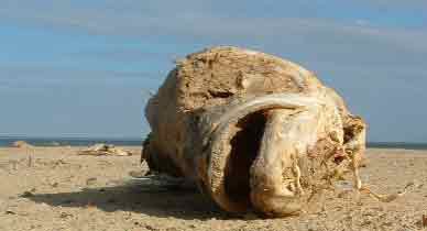 dryfish