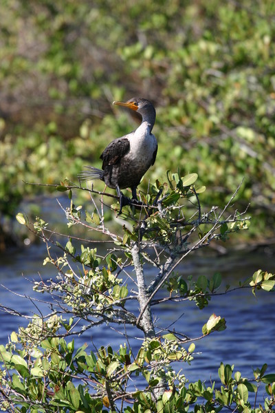 Double Crested Commorant