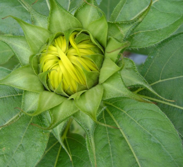 SUNFLOWER ABOUT TO BURST