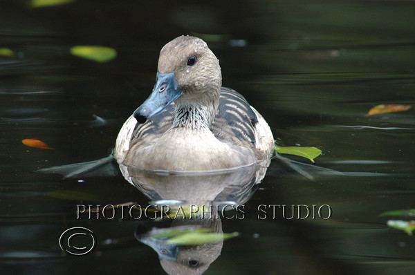 Ruddy duck