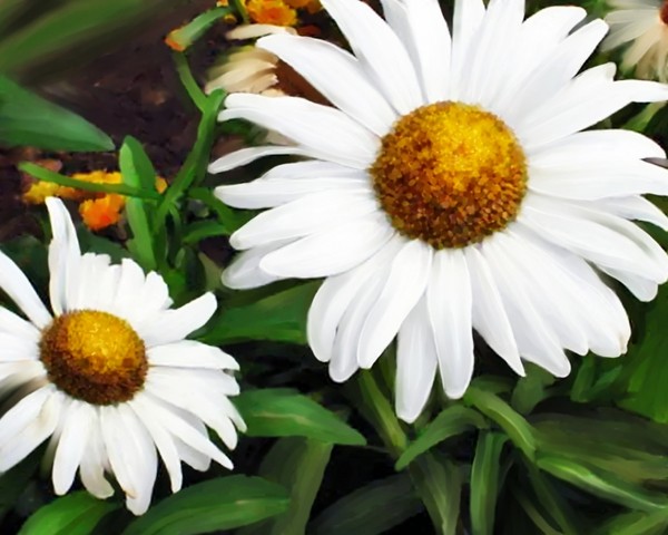 two daisy beauties