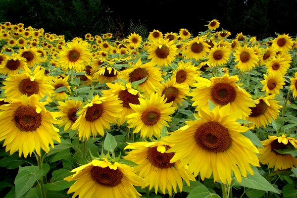 Fields of Joy