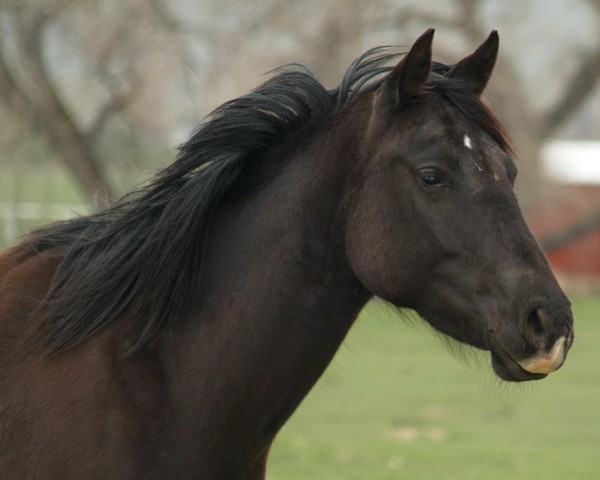 Horse 7 in the series