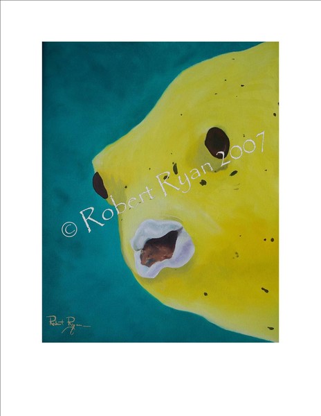 Sea Spot