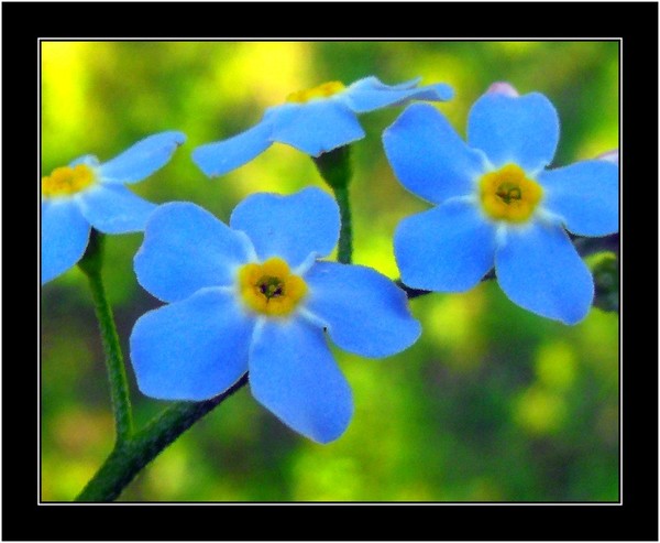 Blue Muse
