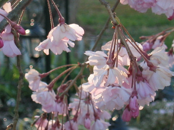 Pink Heaven