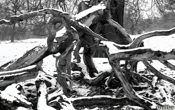SNOWY DEAD WOOD