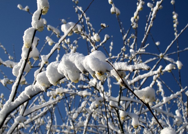 CATKINS AND SNOW