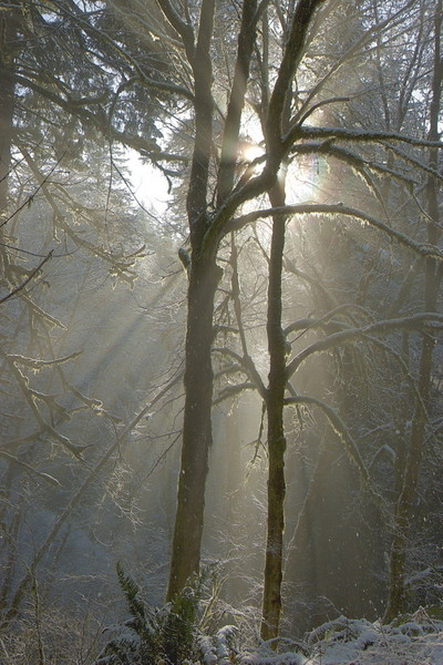 Winter backlight