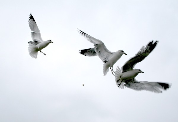 Seagalls