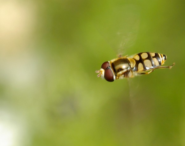 Hover Fly