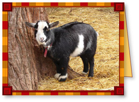 A Farm Animal Card of a Goat