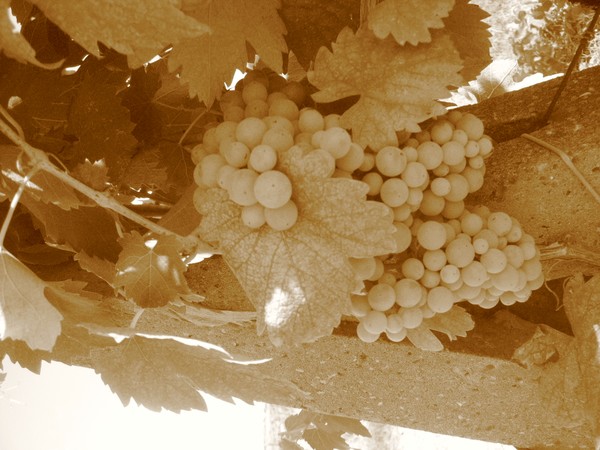 Grapes of San Gimignano