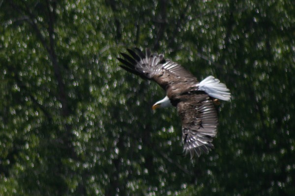 Coming in for Dinner...