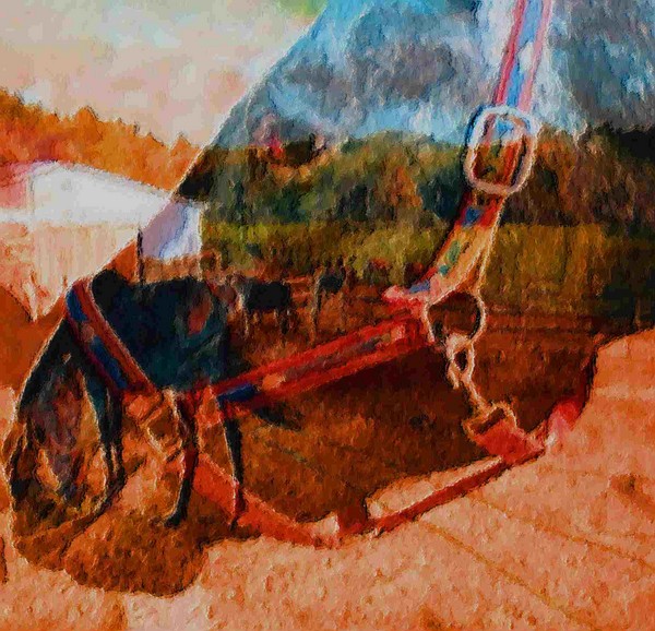 Horse Hide