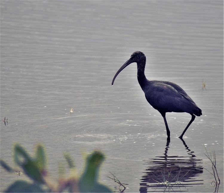 Glossy Ibis Feeding Merritt Island Sanctuary 