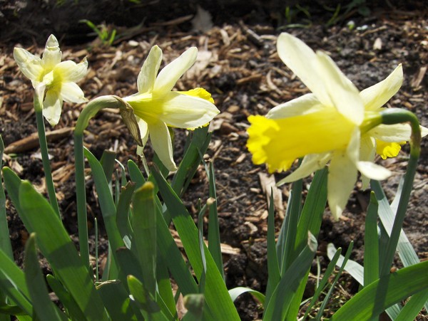 three daffs