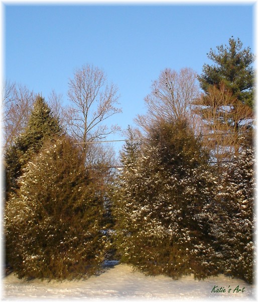 Pine Trees With Snow