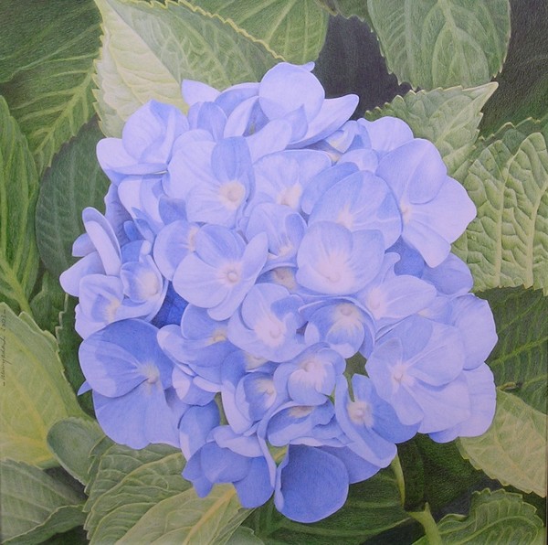 Cobalt Hydrangea