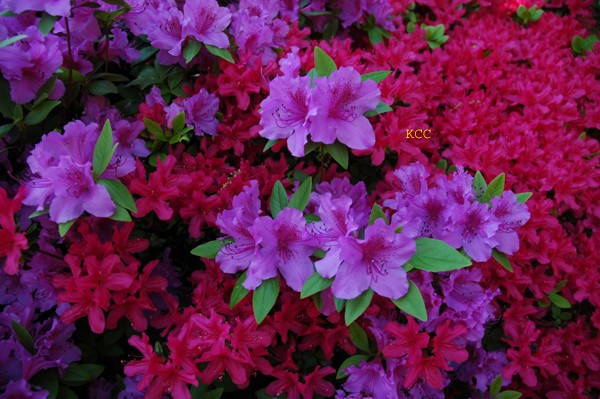 Spring Colors 4