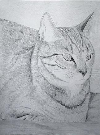 Cat 6