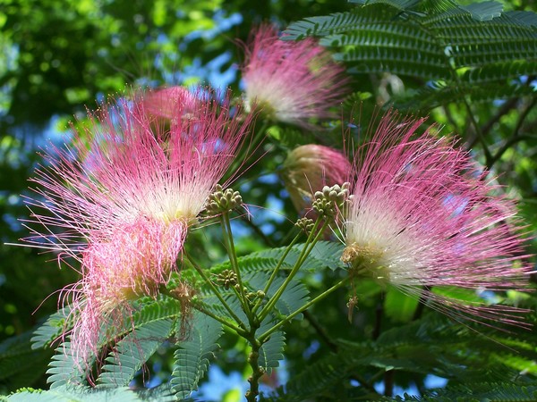 Fern Tree