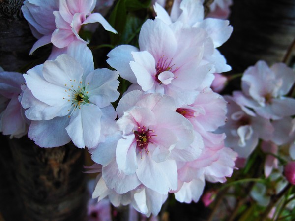 cherry blossom 
