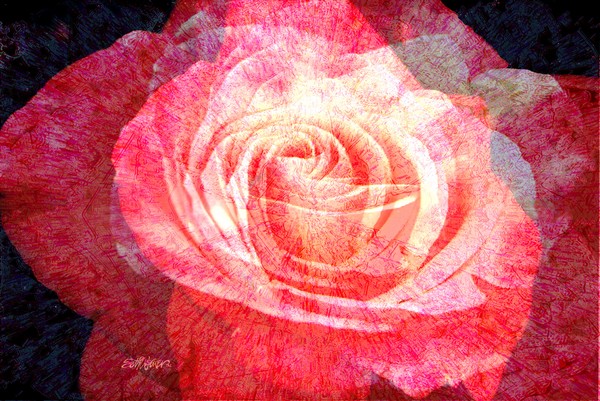 Scent of a Rose