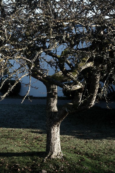 Tree with Gnarled Branches