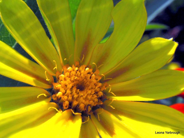 Let the Sun Shine
