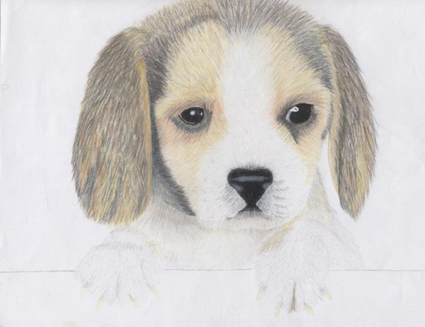 Puppy