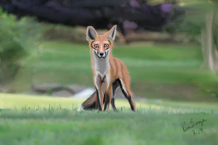 Foxy