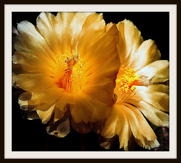 Desert Blooms I