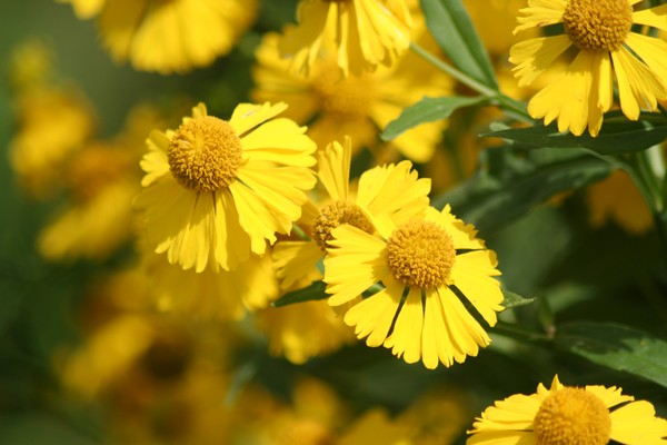 Last flowers of Summer