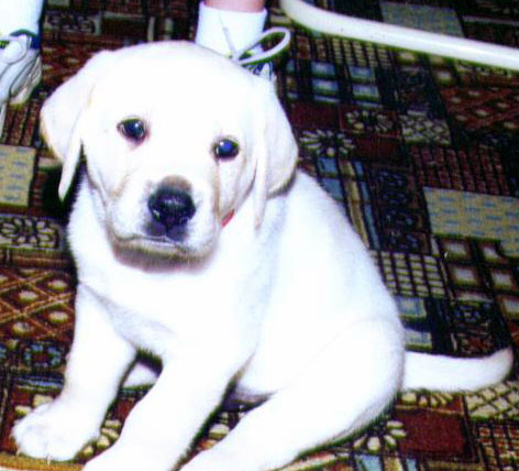 Sis Dog