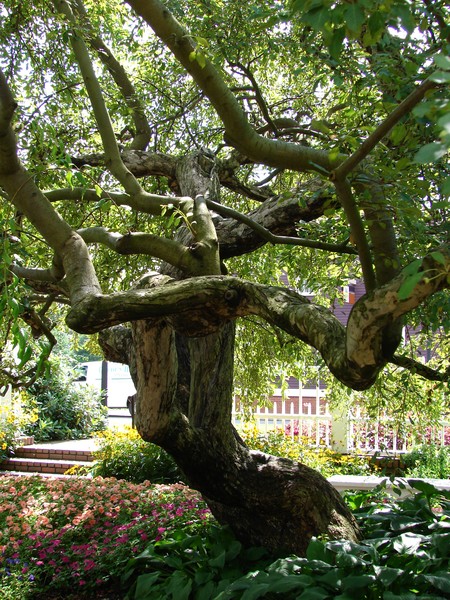 The Dreaming Tree