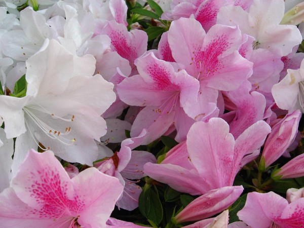 Azaleas