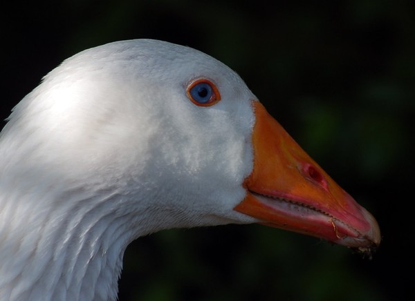 Goosey Gander