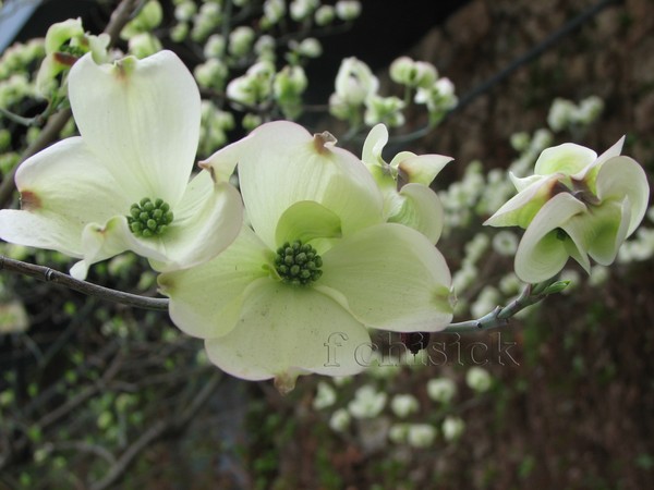 Dogwood_