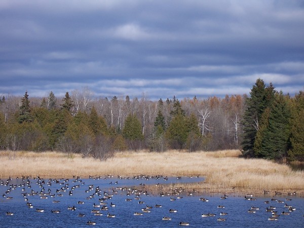 Canada Geese