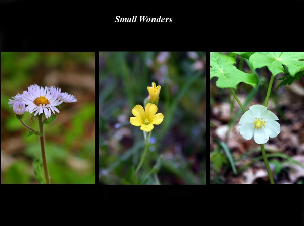 Small Wonders