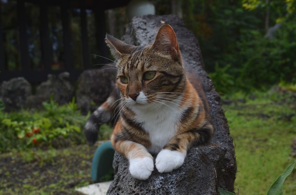 Sheeba - Sovereign Of Leilani