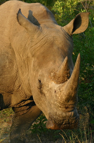 Endangered