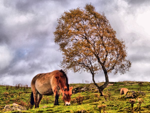Where Wild Horses Roam