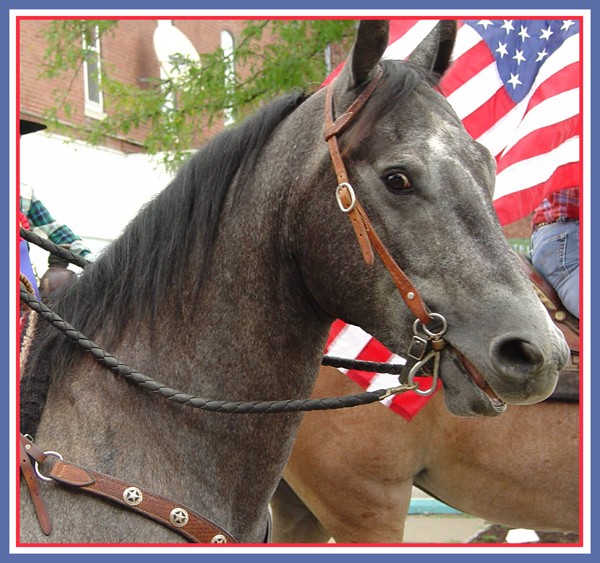 Parade Horse
