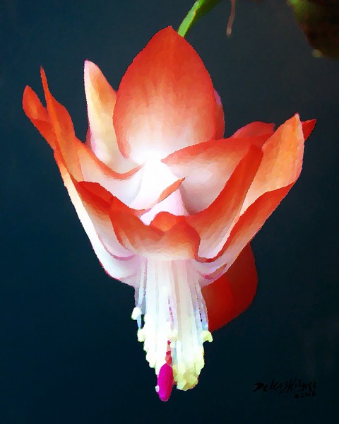 Orange Christmas Cactus 2