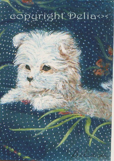 Puppy Contessa Noela 