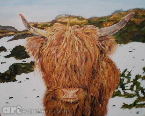 Highland Cattle