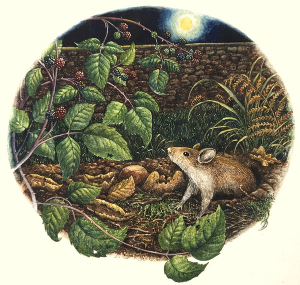 Busy Woodmouse